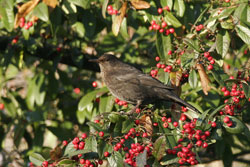 Birds and berries by Neil Salisbury